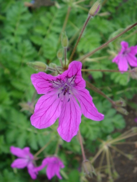 Erodium manescavii(2)